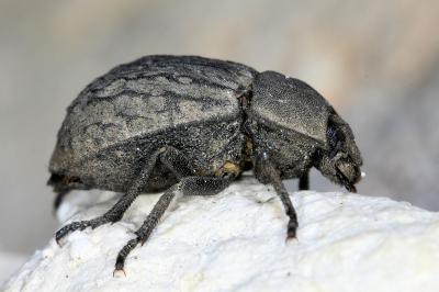 <i>Asida sabulosa</i>