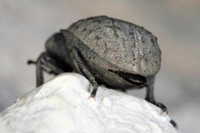 <i>Asida sabulosa</i>