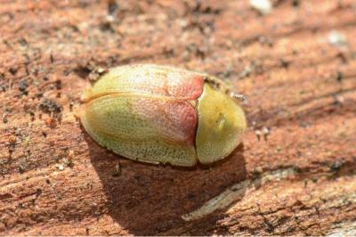 <i>Cassida rufovirens</i>