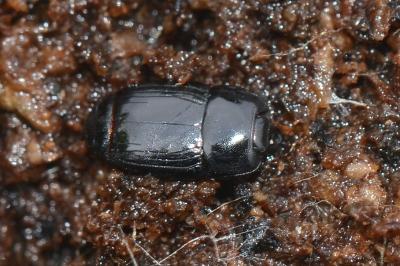 <i>Platysoma compressum</i>
