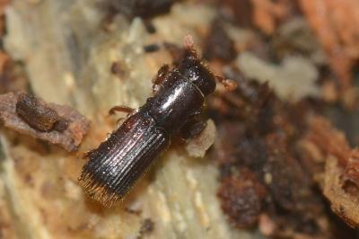 <i>Platypus cylindrus</i>