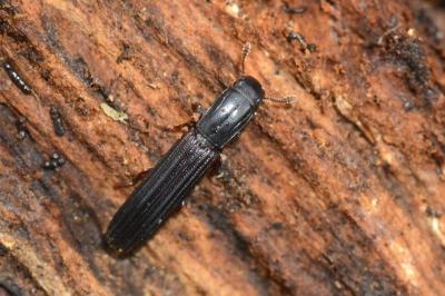 <i>Colydium elongatum</i>