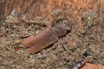 <i>Arhopalus rusticus</i>