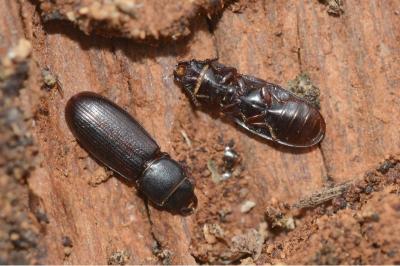 <i>Tenebroides fuscus</i>