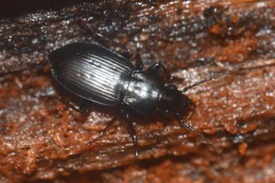 <i>Pterostichus oblongopunctatus</i>