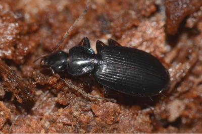 <i>Platynus livens</i>