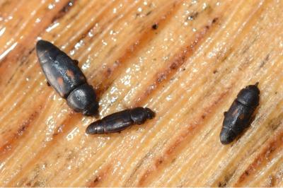 <i>Carpophilus sexpustulatus</i>
