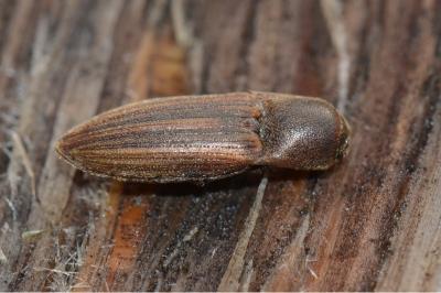 <i>Agriotes lineatus</i>