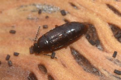<i>Phyllodrepoidea crenata</i>