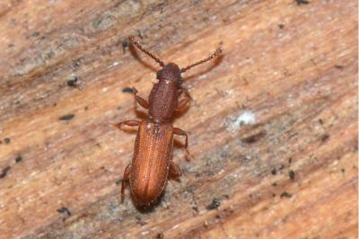 <i>Silvanus bidentatus</i>