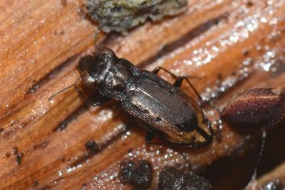 <i>Notiophilus quadripunctatus</i>