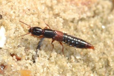 <i>Othius punctulatus</i>