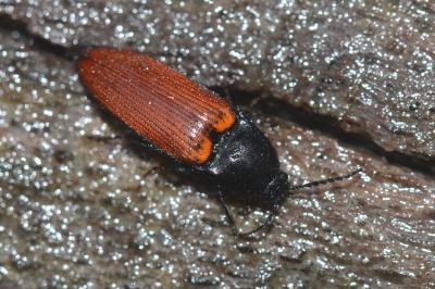 <i>Ampedus pomorum</i>
