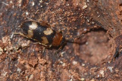 <i>Mycetophagus fulvicollis</i>