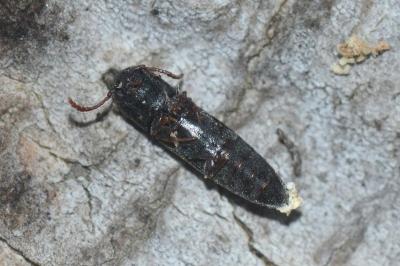 <i>Nematodes filum</i>