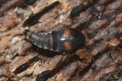 <i>Sepedophilus bipustulatus</i>