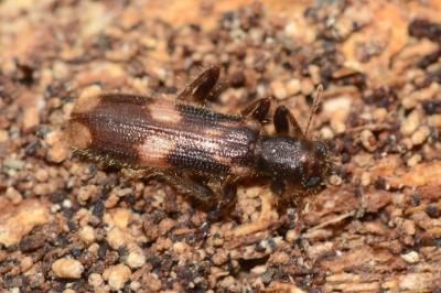 <i>Opilo mollis</i>