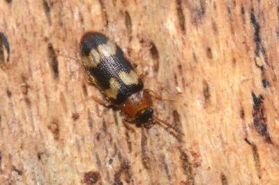 <i>Mycetophagus fulvicollis</i>