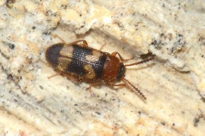 <i>Mycetophagus fulvicollis</i>