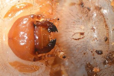 <i>Cetonia aurata</i>