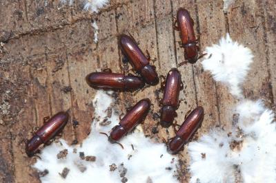 <i>Corticeus unicolor</i>