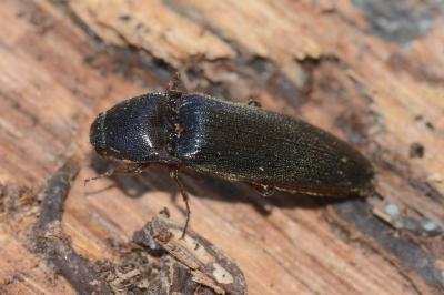 <i>Melanotus villosus</i>