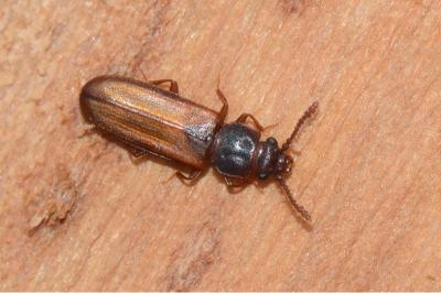 <i>Pediacus dermestoides</i>