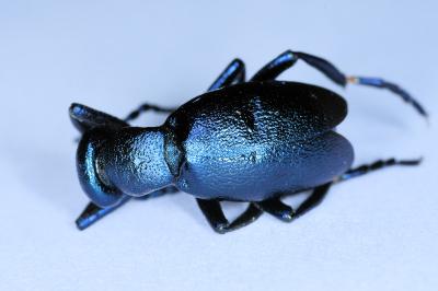 <i>Meloe violaceus</i>