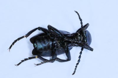 <i>Meloe violaceus</i>