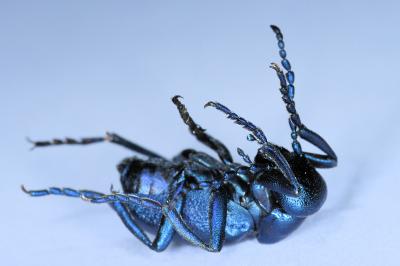 <i>Meloe violaceus</i>