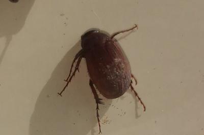 <i>Serica brunnea</i>