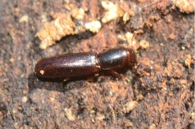 <i>Teredus cylindricus</i>