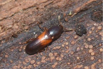 <i>Corticeus fasciatus</i>