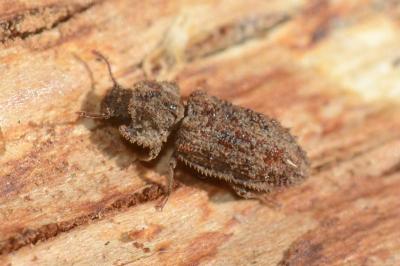 <i>Endophloeus markovichianus</i>