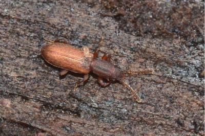 <i>Silvanus bidentatus</i>