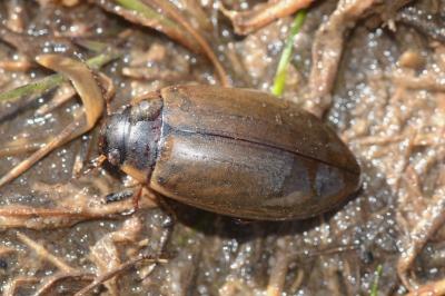 <i>Colymbetes fuscus</i>