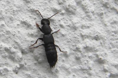 <i>Ocypus aethiops</i>