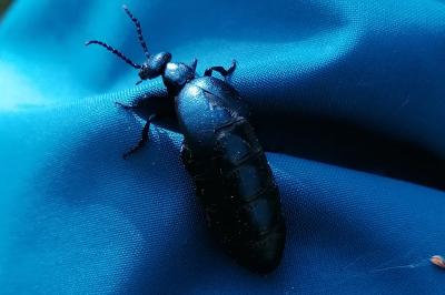 <i>Meloe violaceus</i>