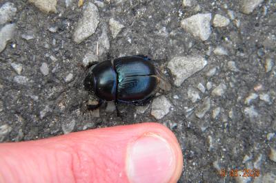 <i>Anoplotrupes stercorosus</i>