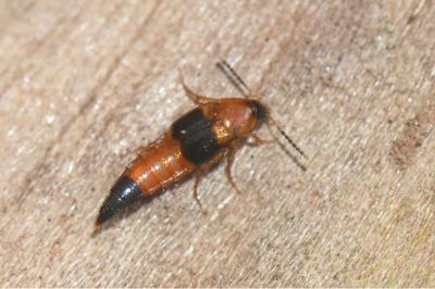 <i>Lordithon lunulatus</i>