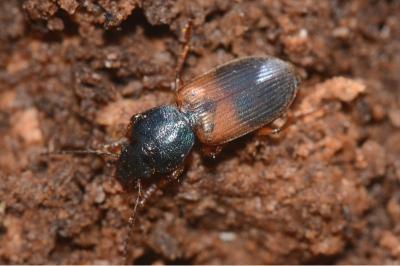 <i>Gynandromorphus etruscus</i>