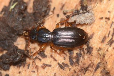 <i>Stomis pumicatus</i>