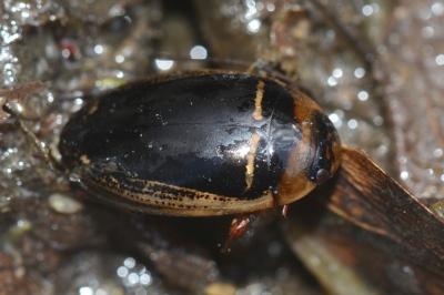 <i>Hydaticus transversalis</i>