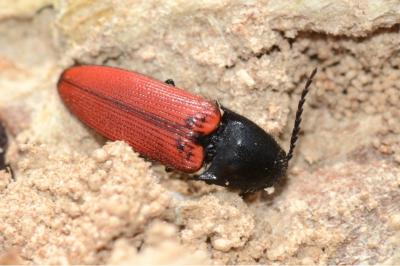 <i>Ampedus rufipennis</i>