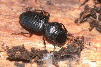 <i>Dixus clypeatus</i>