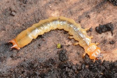 <i>Pyrochroa coccinea</i>