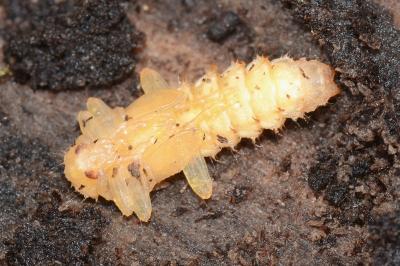 <i>Pyrochroa coccinea</i>