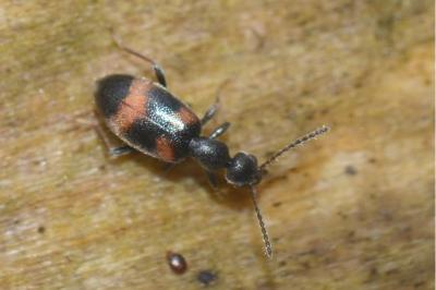 <i>Anthicus laeviceps</i>