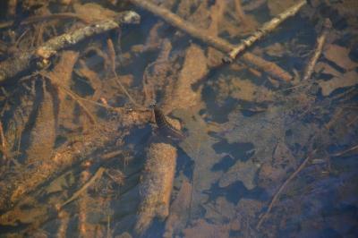 <i>Dytiscus marginalis</i>