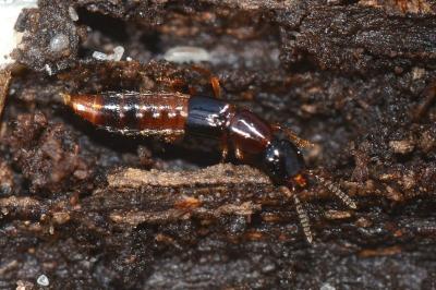 <i>Atrecus affinis</i>